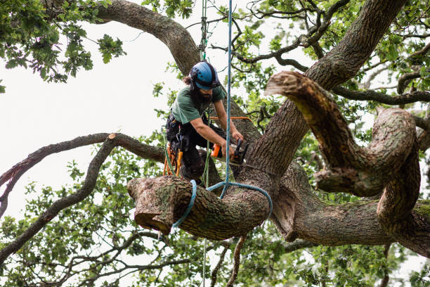 Professional Tree Services in Diamond Springs, CA